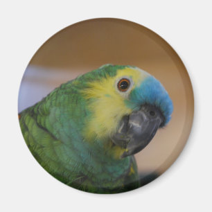 Papageien-Magnet Magnet