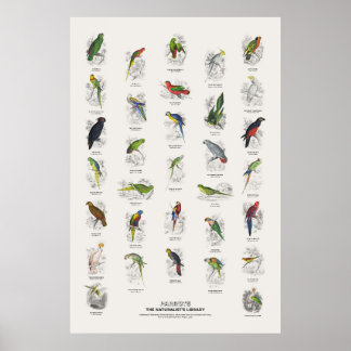 Papageien - Naturalist's Library Poster