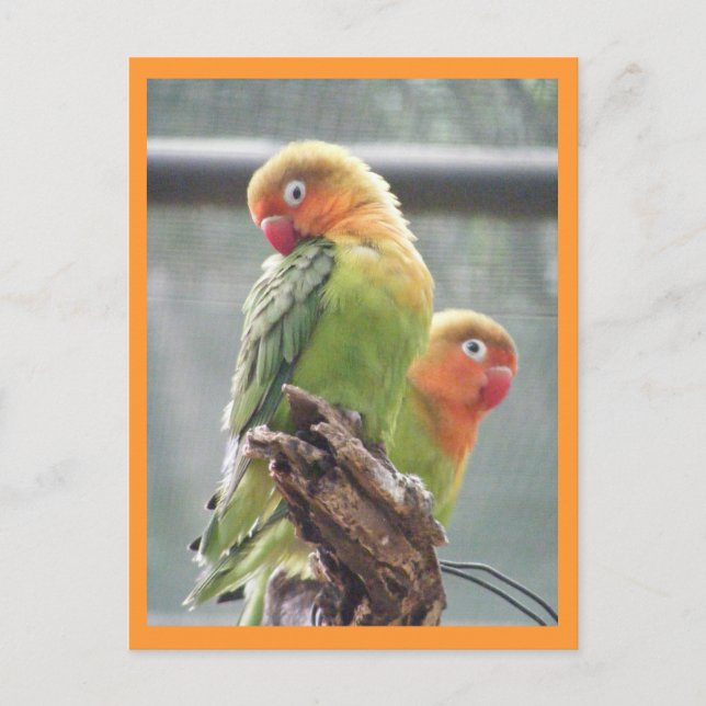 Papageien Postkarte (Vorderseite)