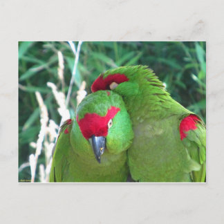 Papageien Postkarte