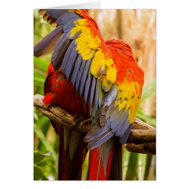 Papageien Stören Sie nicht! Scarlet Macaw (Vorne)