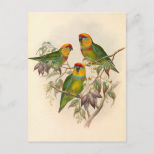 Papageien, Vintage, Vogelillustration, Boheme Postkarte