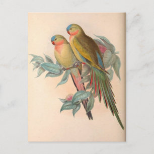 Papageien, Vintage, Vogelillustration, Boheme Postkarte