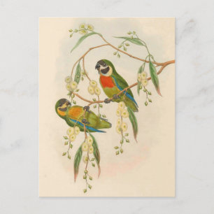 Papageien, Vintage, Vogelillustration, Bohemian Po Postkarte