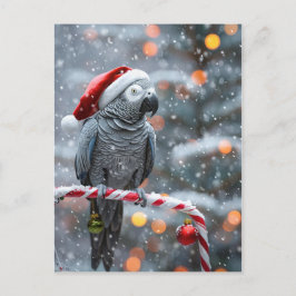 Papageien-Weihnachtskarte — Winterwunder Postkarte