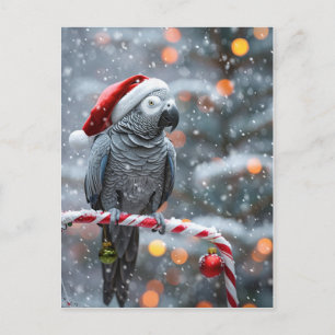 Papageien-Weihnachtskarte — Winterwunder Postkarte