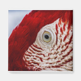 Papageienauge Magnet
