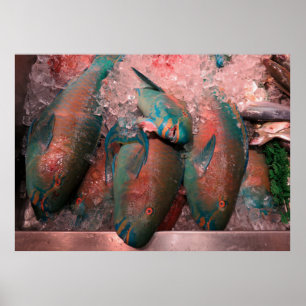 Papageienfisch Poster