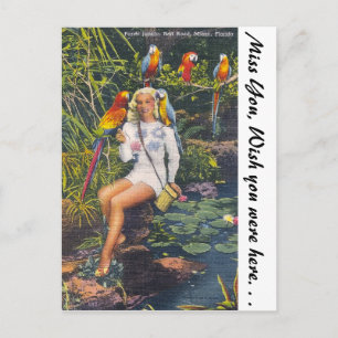 Papageienjung, Miami, Florida Postkarte