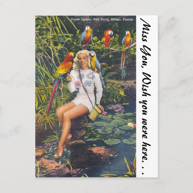 Papageienjung, Miami, Florida Postkarte (Vorderseite)