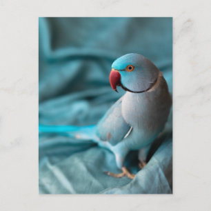 Papageienkarte Feiertagspostkarte