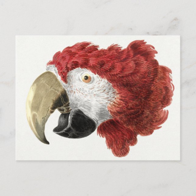 Papageienkarte Postkarte (Vorderseite)