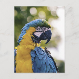 Papageienprofil-Porträtfotografie Postkarte