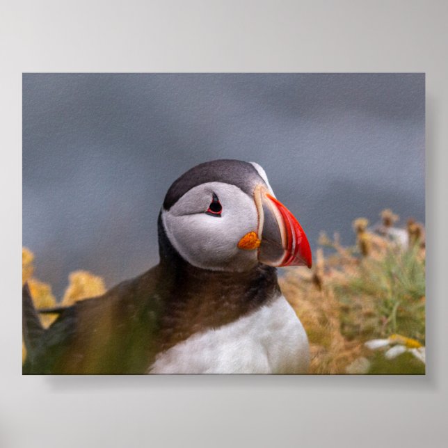 Papageientaucher in Island Poster (Vorne)
