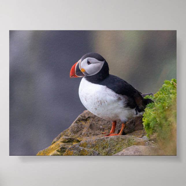 Papageientaucher in Island Poster (Vorne)