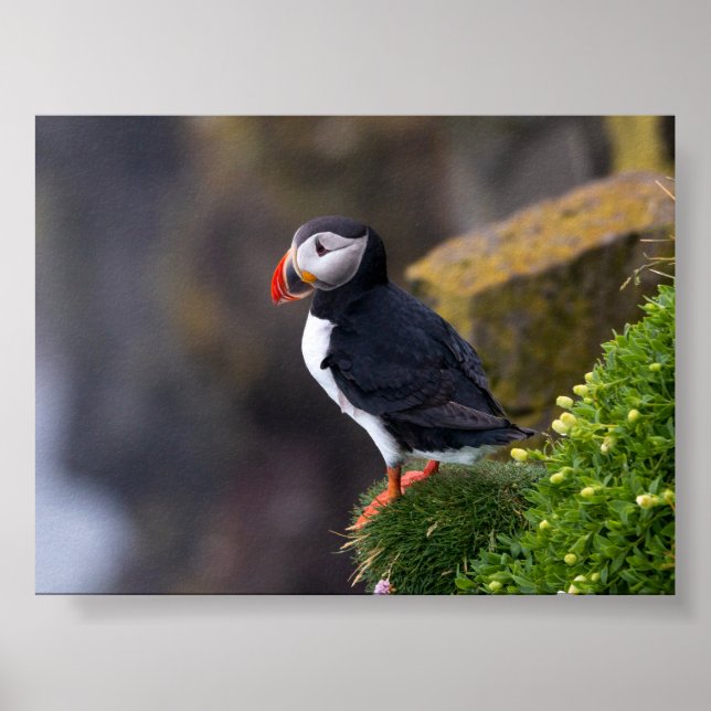 Papageientaucher in Island Poster (Vorne)
