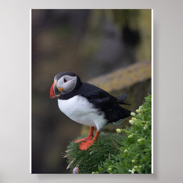 Papageientaucher in Island Poster (Vorne)
