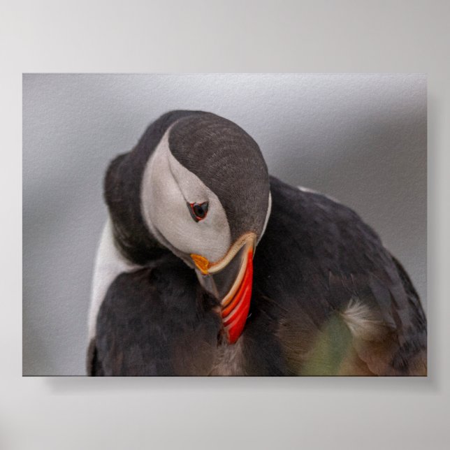 Papageientaucher in Island Poster (Vorne)
