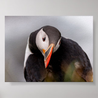 Papageientaucher in Island Poster