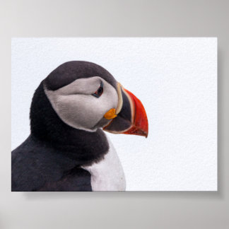 Papageientaucher in Island Poster