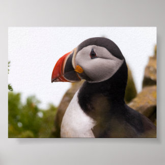 Papageientaucher in Island Poster