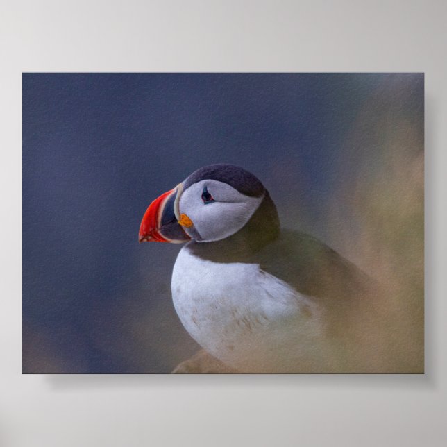 Papageientaucher in Island Poster (Vorne)
