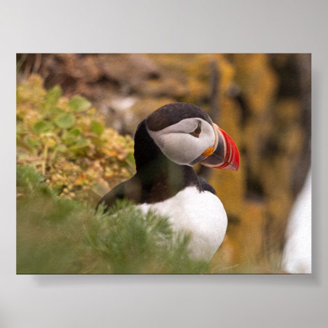 Papageientaucher in Island Poster (Vorne)