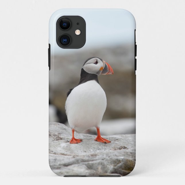 Papageientaucher Iphone Rechtssache 5 Case-Mate iPhone Hülle (Rückseite)