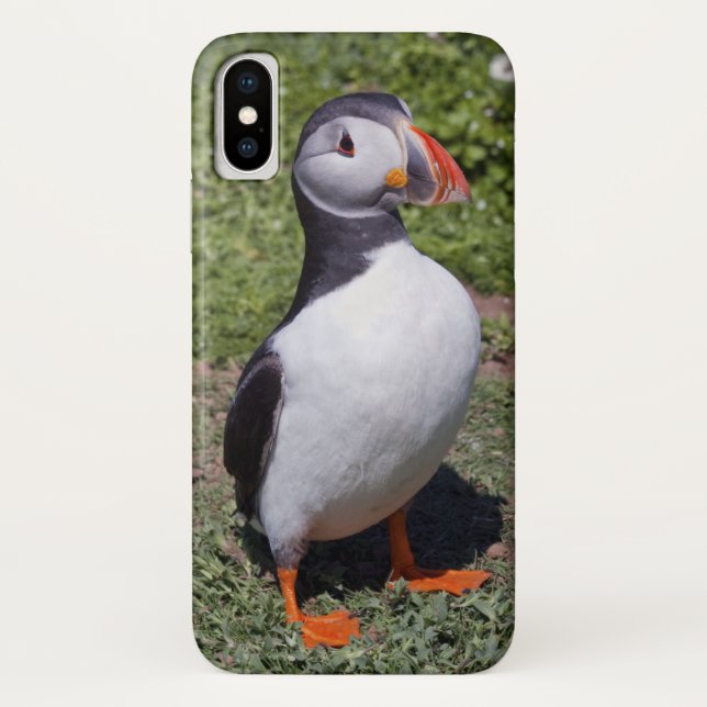 Papageientaucher iPhone X Fall Case-Mate iPhone Hülle (Rückseite)