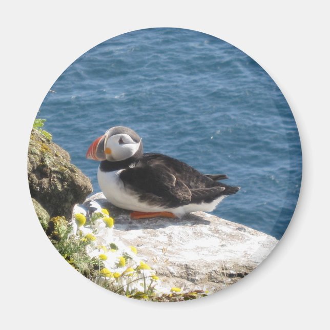 Papageientaucher Magnet (Vorne)