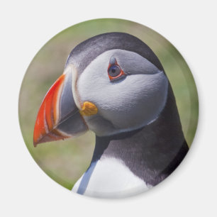 Papageientaucher-Porträt-Magnet Magnet