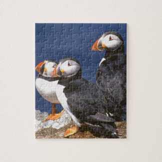 Papageientaucher-tastic Puzzle