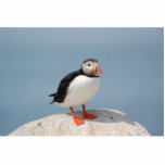 Papageientaucherskulptur Freistehende Fotoskulptur<br><div class="desc">Atlantischer Papageientaucher</div>