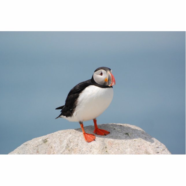 Papageientaucherskulptur Freistehende Fotoskulptur (Vorne)