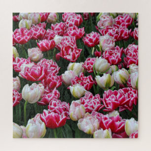 Papageientulis, rosa und weiß puzzle