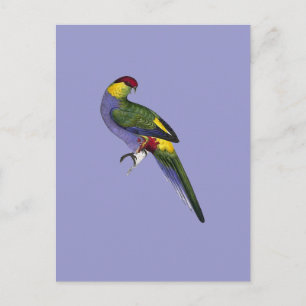 Papageienvogel Postkarte