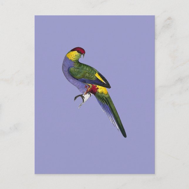 Papageienvogel Postkarte (Vorderseite)