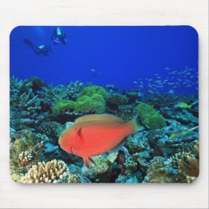 Papageifisch Scarus Mousepad