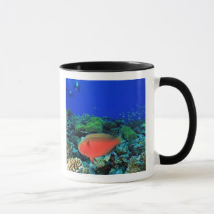 Papageifisch Scarus Tasse