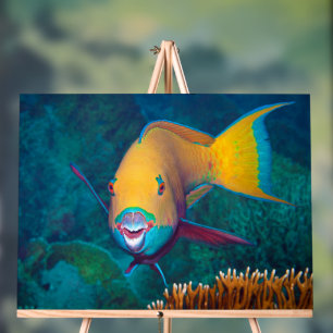Papageifisch - Schlagkräftiges Make-Up! Farbige Fo Acrylschild