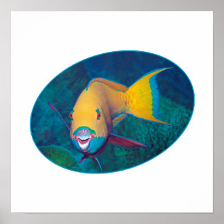 Papageifisch Unterwasserfoto - Fotodesign | Poster