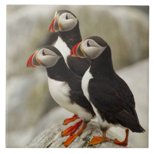 Papageitaucher auf Machias Seal Island Fliese