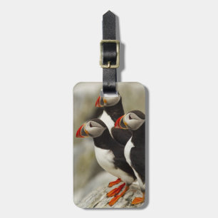 Papageitaucher auf Machias Seal Island Gepäckanhänger