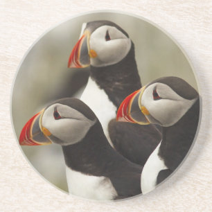 Papageitaucher auf Machias Seal Island Getränkeuntersetzer