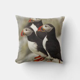 Papageitaucher auf Machias Seal Island Kissen