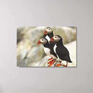 Papageitaucher auf Machias Seal Island Leinwanddruck