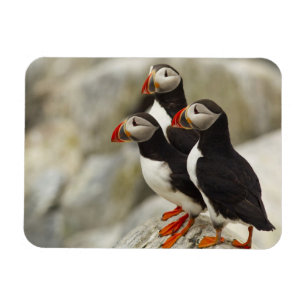 Papageitaucher auf Machias Seal Island Magnet