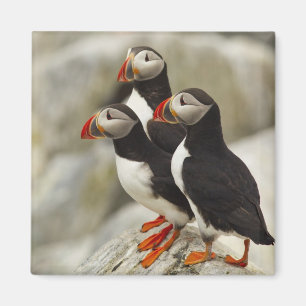 Papageitaucher auf Machias Seal Island Magnet