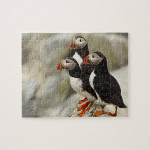 Papageitaucher auf Machias Seal Island Puzzle