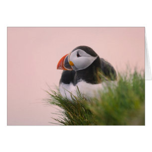 Papageitaucher (Fratercula arctica)